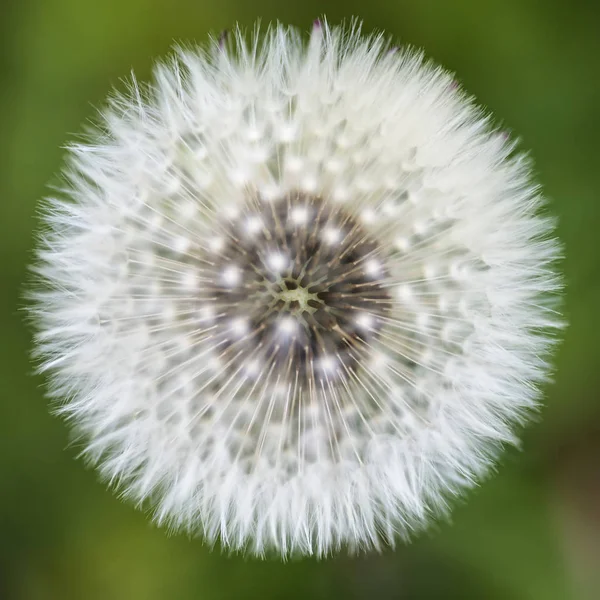 Beautiful close up image of dandelion seed head on lush green ba — Stock Photo, Image