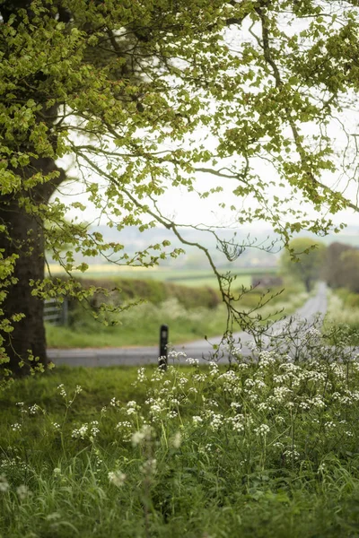 Hermosa vista del paisaje del campo inglés a través de árboles a fi —  Fotos de Stock