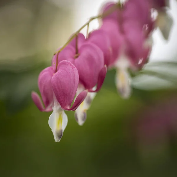 Güzel renkli kanama kalp çiçek, lamprocapnos spectabil — Stok fotoğraf