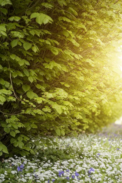 Superbe image conceptuelle fraîche du paysage printanier de Bluebell et — Photo