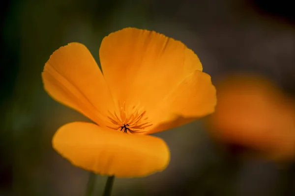 Stunning California poppy flower eschscholzia californica with s — Stock Photo, Image