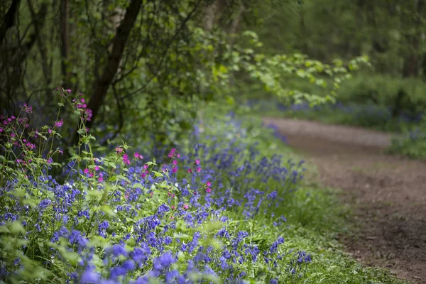 Profundidade rasa da paisagem de campo de bosques de bluebell vibrantes em Sp — Fotografia de Stock