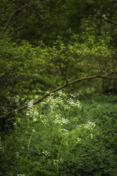 Художественный пейзаж весеннего леса пышно-зеленый l — стоковое фото