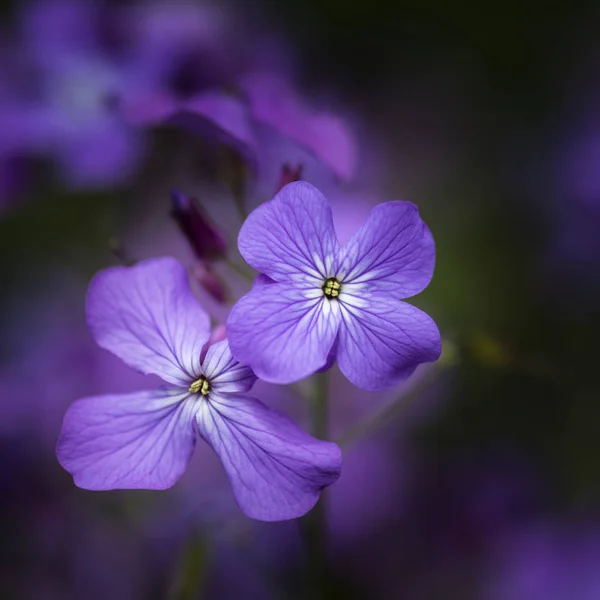 Güzel sığ derinlik-in tarla dürüstlük flowe görüntü kadar kapatın — Stok fotoğraf