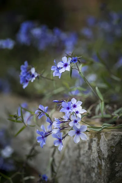 Krásný obraz květu divokých modré phlox v jarní přetékající — Stock fotografie