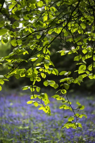 Profundidad superficial del paisaje de campo de vibrantes bosques de bluebell en Sp — Foto de Stock