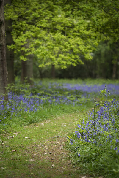 Shallow depth of field landscape of vibrant bluebell woods in Sp