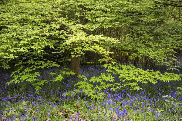 Lenyűgöző vibráló táj kép blubell-erdő angol cou — Stock Fotó