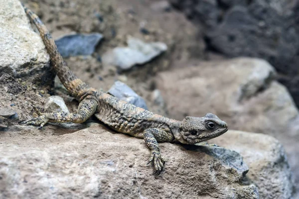 Krásné malované draka plaz Stellagama Stellio Brachydactyl — Stock fotografie