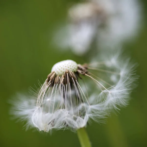 Beautiful close up image of dandelion seed head on lush green ba — Stock Photo, Image