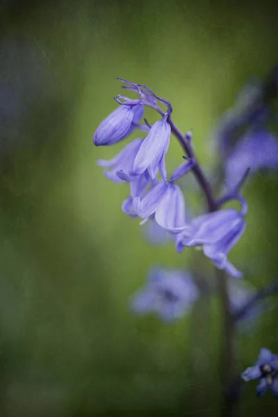 令人惊叹的宏关闭了花肖像的 Hyacinthoides Hispani — 图库照片