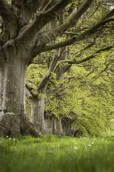 Selektywny fokus krajobraz buk drzewo Avenue w angielski scenerii. — Zdjęcie stockowe