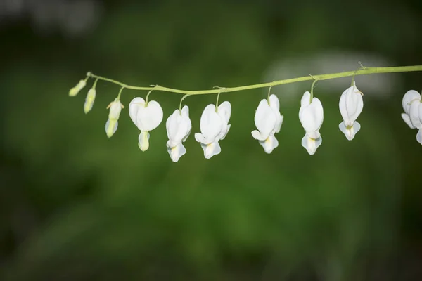 Beautiful colorful bleeding heart flower, lamprocapnos spectabil — Stock Photo, Image