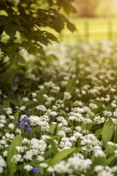 Atemberaubende konzeptionelle frische Frühlingslandschaft Bild von bluebell und — Stockfoto