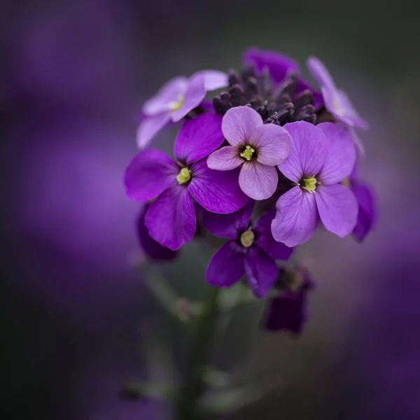 Atemberaubende lila Frühlingsblumen mit geringer Schärfentiefe — Stockfoto