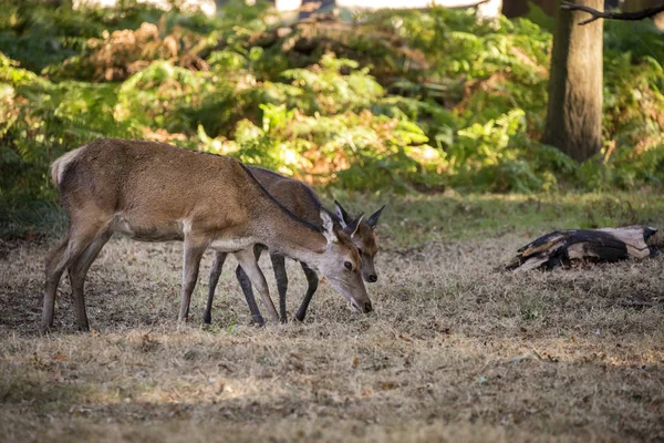 Hermosa manada de grupo familiar de ciervo rojo ciervo cervus elaphus duri —  Fotos de Stock