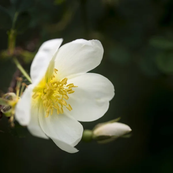 Impresionante imagen macro de cerca de blanco brillante Primavera anémona flo — Foto de Stock