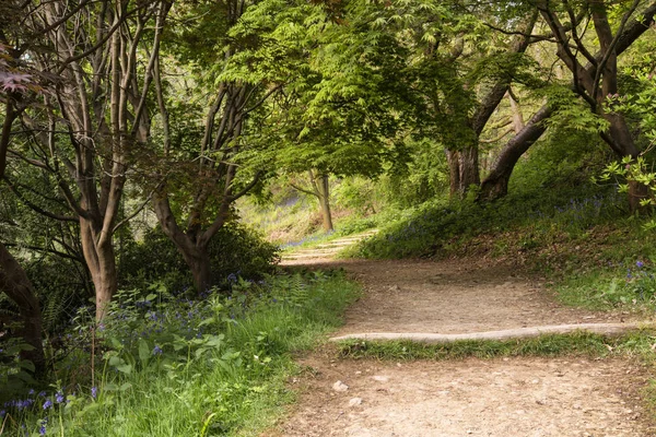 Hermoso paisaje vibrante imagen de sendero a través de Inglés wo —  Fotos de Stock