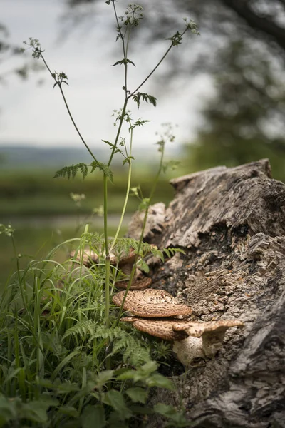 Fäste eller hylla svamp på döda träd i skogen med grunt inst — Stockfoto