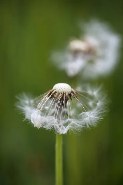 Beautiful close up image of dandelion seed head on lush green ba — Stock Photo, Image