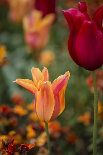 Stunning vibrant shallow depth of field landscape image of flowe — Stock Photo, Image