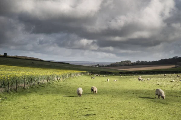 Flock of sheep in Spring sunshine in English farm countryside la — Stock Photo, Image
