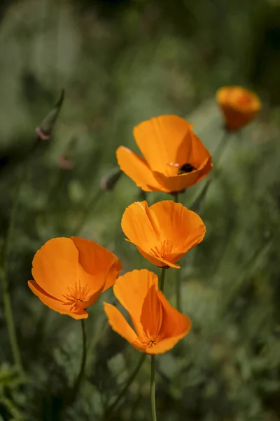 아름 다운 캘리포니아 양 귀 비 꽃 eschscholzia californica s — 스톡 사진