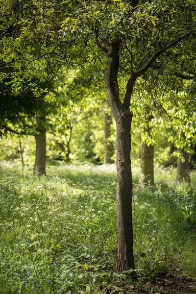 Härlig grunt djup av fältet färska landskap av engelska skog — Stockfoto