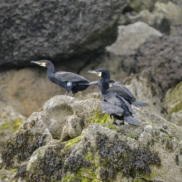 Kormorán bozont Kárókatonafélék (Phalacrocoracidae) madarak tollászkodás sziklás sziklán f — Stock Fotó