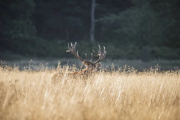 Majestuoso ciervo rojo cervus elaphus bramando en pastos abiertos f — Foto de Stock