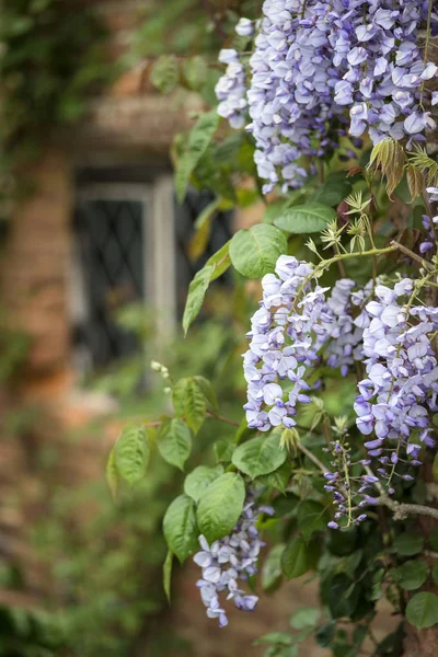 Güzel Wisteria Floribunda İngilizce eski tuğla duvar tırmanışı