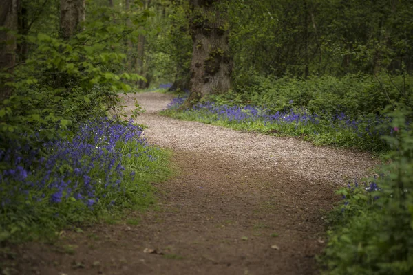 Profundidad superficial del paisaje de campo de vibrantes bosques de bluebell en Sp —  Fotos de Stock