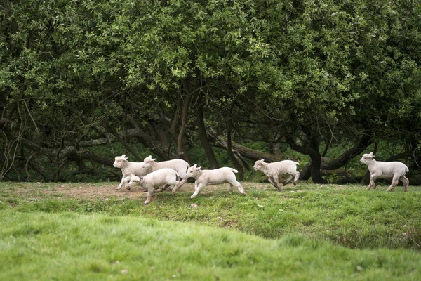 Jovens cordeiros da primavera brincando em terras rurais inglesas — Fotografia de Stock
