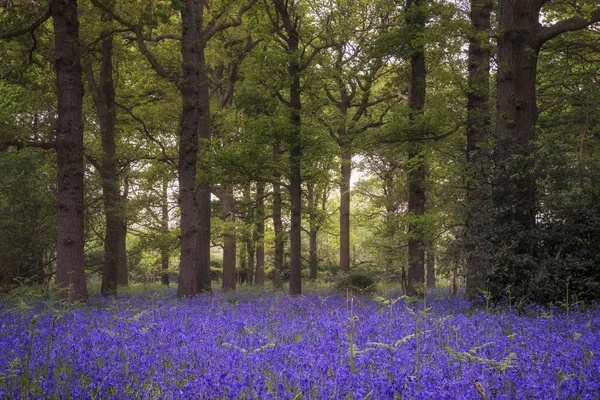 Profundidade rasa da paisagem de campo de bosques de bluebell vibrantes em Sp — Fotografia de Stock