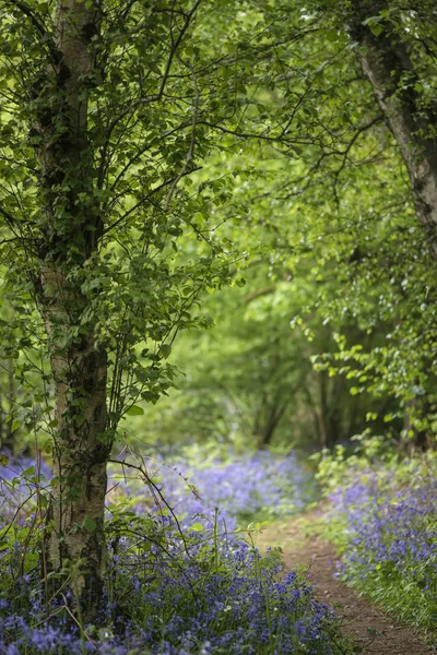 Paysage de champs peu profonds de bois de bluebell vibrants en Sp — Photo