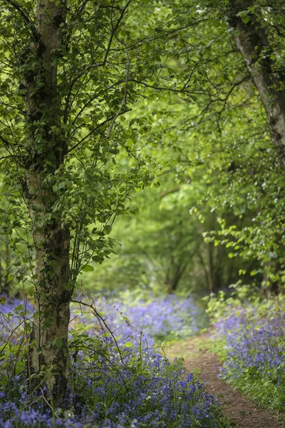 Profundidade rasa da paisagem de campo de bosques de bluebell vibrantes em Sp — Fotografia de Stock