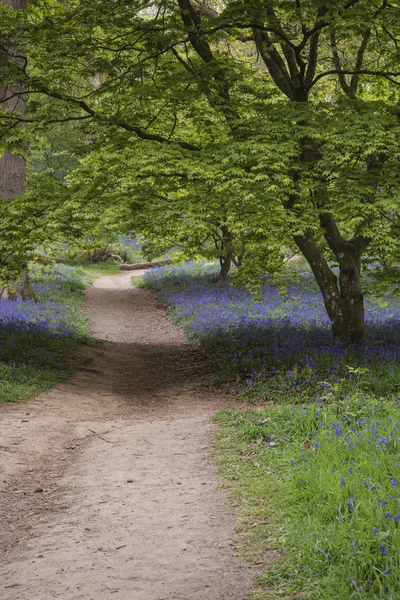 Superbe image de paysage dynamique de bois de blubell en anglais cou — Photo