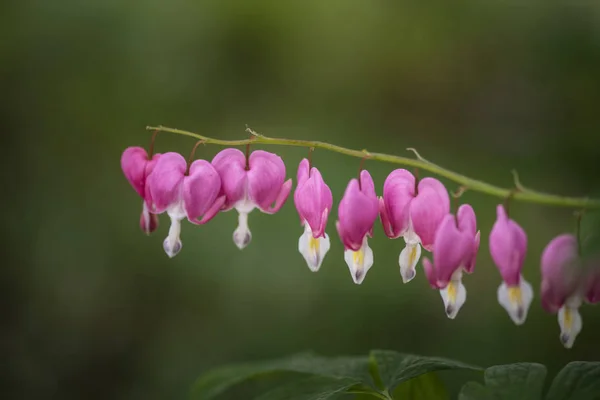 Beautiful colorful bleeding heart flower, lamprocapnos spectabil — Stock Photo, Image