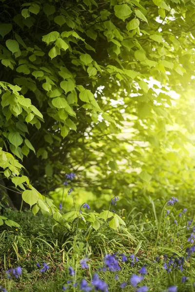Oszałamiająca pojęciowy świeże wiosna krajobraz obraz bluebell i — Zdjęcie stockowe