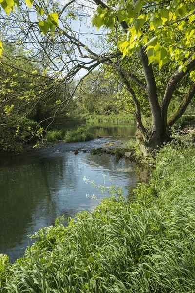 Bela paisagem fluvial rural inglesa vibrante com deve — Fotografia de Stock