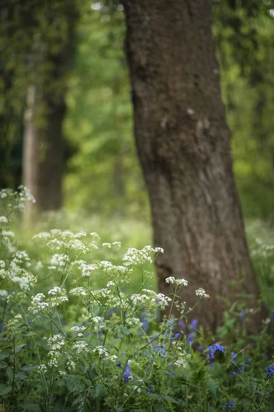 Härlig grunt djup av fältet färska landskap av engelska skog — Stockfoto