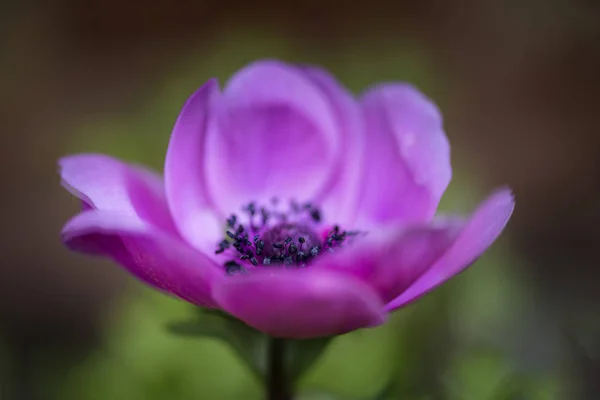 Sztuki płytkiej głębi pola obraz kwiatu anemone de caen — Zdjęcie stockowe