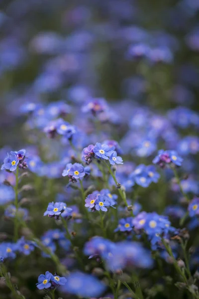 忘れな草 Myosotis Scorpioides フロックスの流れの美しい画像 — ストック写真