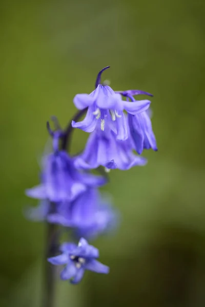 Hyacinthoides Hispani의 꽃 초상화 가까이 멋진 매크로 — 스톡 사진