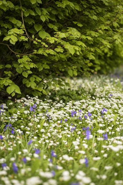 Atemberaubende konzeptionelle frische Frühlingslandschaft Bild von bluebell und — Stockfoto