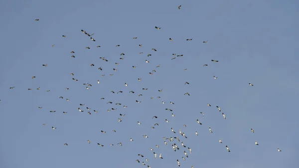 Schar schöner Zugvögel am klaren Winterhimmel — Stockfoto