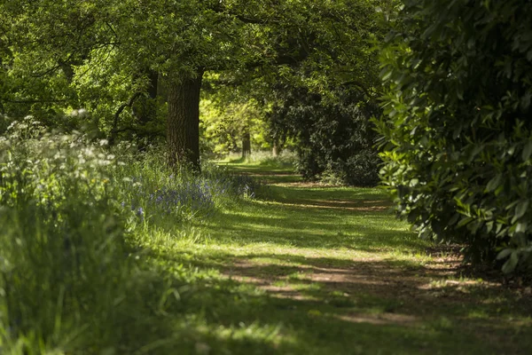 Bella profondità superficiale di campo fresco paesaggio della foresta inglese — Foto Stock