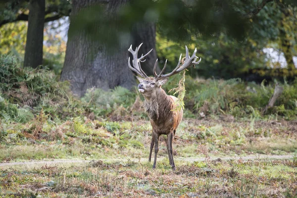 Fenséges erős gímszarvas legénybúcsúztatón Cervus Elaphus-erdei táj — Stock Fotó