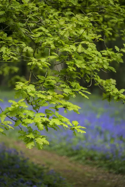 Flache Schärfentiefe Landschaft mit lebendigen Blauglockenwäldern in sp — Stockfoto