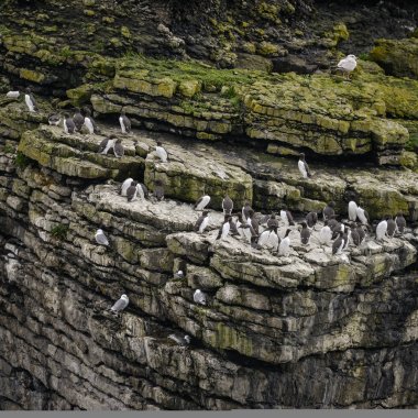 Kayalıklarla tarafında çok sayıda ortak guillemots Uria Aalge iç içe